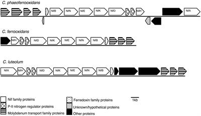 Nutrient Acquisition and the Metabolic Potential of Photoferrotrophic Chlorobi